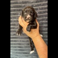 Cocker Spaniel (Working &amp; Show) - Both