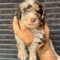 Cocker Spaniel (Working & Show) - Both