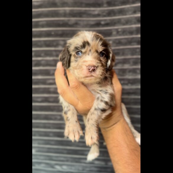 Cocker Spaniel (Working &amp; Show) - Both