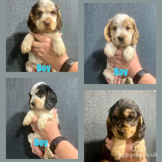 Cocker Spaniel (Working & Show) - Both