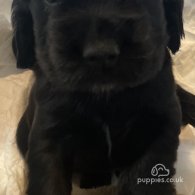 Cocker Spaniel (Working & Show) - Both