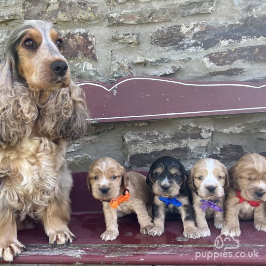 Cocker Spaniel (Working & Show) - Both