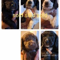 Cocker Spaniel (Working & Show) - Both