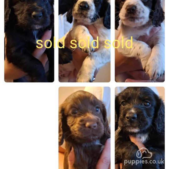 Cocker Spaniel (Working & Show) - Both