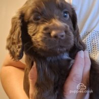 Cocker Spaniel (Working & Show) - Both