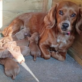 Cocker Spaniel (Working &amp; Show) - Both