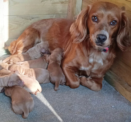 Cocker Spaniel (Working &amp; Show)