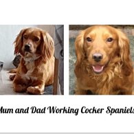 Cocker Spaniel (Working & Show) - Both