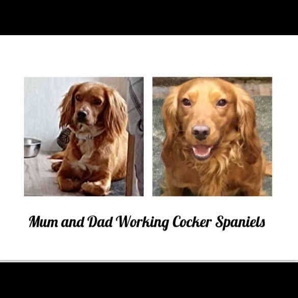 Cocker Spaniel (Working &amp; Show) - Both