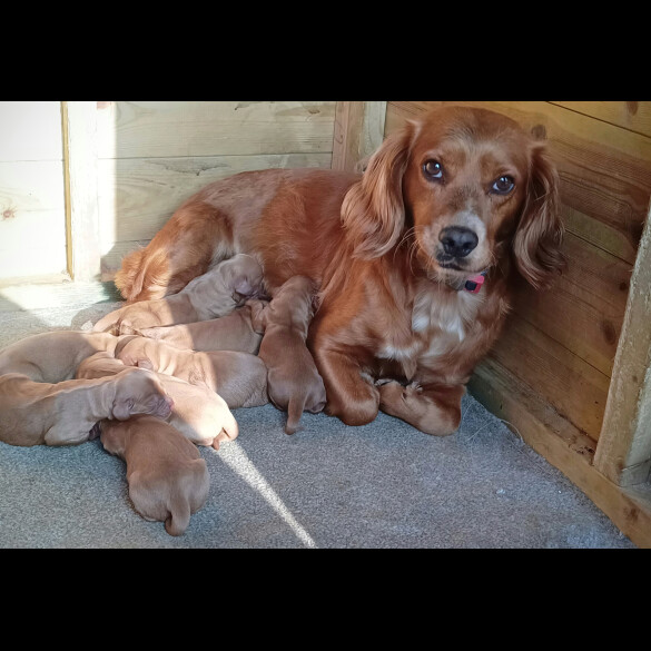 Cocker Spaniel (Working &amp; Show) - Both