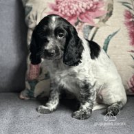 Cocker Spaniel (Working & Show) - Both