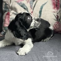 Cocker Spaniel (Working & Show) - Both