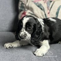 Cocker Spaniel (Working & Show) - Both