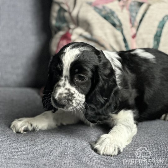 Cocker Spaniel (Working & Show) - Both