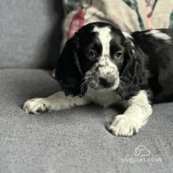 Cocker Spaniel (Working & Show) - Both