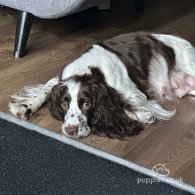 Cocker Spaniel (Working & Show) - Both