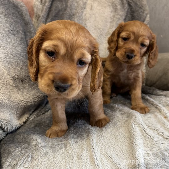 Cocker Spaniel (Working & Show) - Both