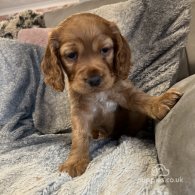 Cocker Spaniel (Working & Show) - Both