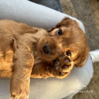 Cocker Spaniel (Working & Show) - Both