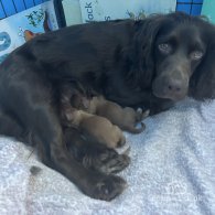 Cocker Spaniel (Working & Show) - Both