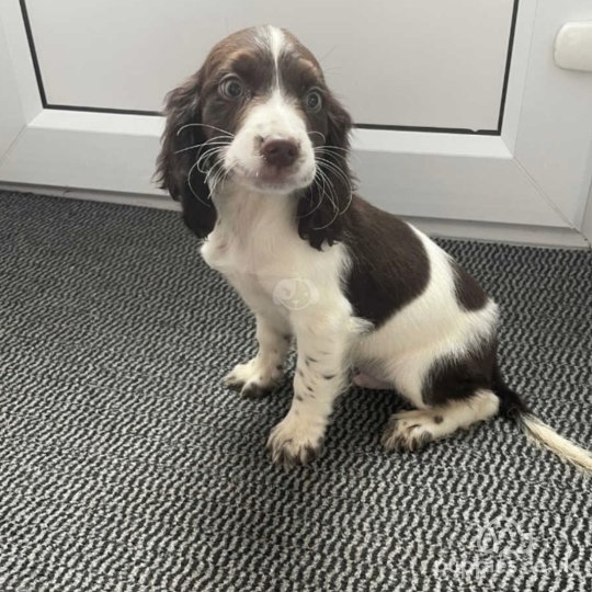 Cocker Spaniel (Working & Show) - Both