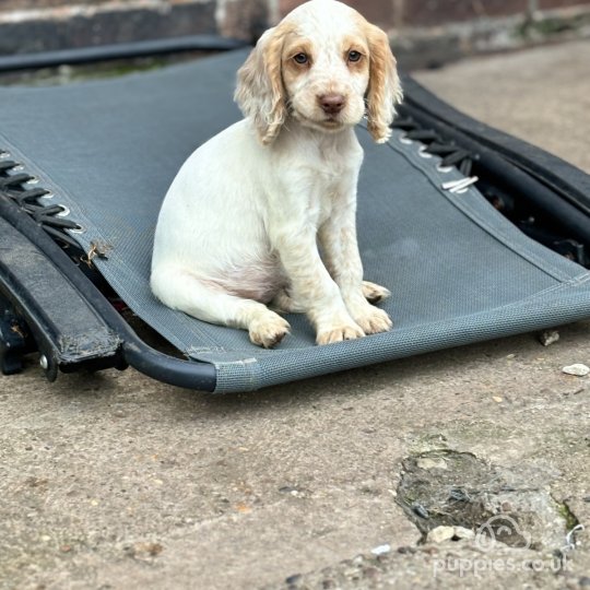 Cocker Spaniel (Working & Show) - Both