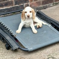 Cocker Spaniel (Working & Show) - Both