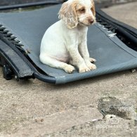 Cocker Spaniel (Working & Show) - Both