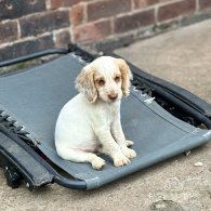 Cocker Spaniel (Working & Show) - Both