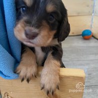 Cocker Spaniel (Working & Show) - Both