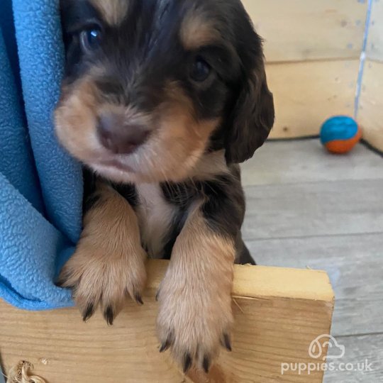 Cocker Spaniel (Working & Show) - Both