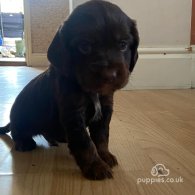 Cocker Spaniel (Working & Show) - Both