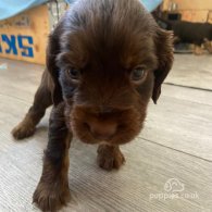 Cocker Spaniel (Working & Show) - Both