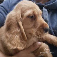 Cocker Spaniel (Working & Show) - Dogs