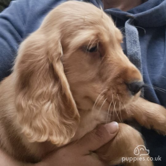 Cocker Spaniel (Working & Show) - Dogs