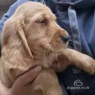 Cocker Spaniel (Working & Show) - Dogs