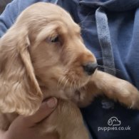 Cocker Spaniel (Working & Show) - Dogs