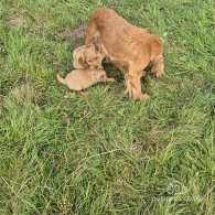 Cocker Spaniel (Working & Show) - Dogs