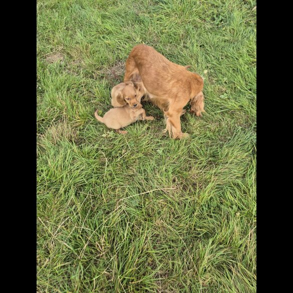 Cocker Spaniel (Working &amp; Show) - Dogs