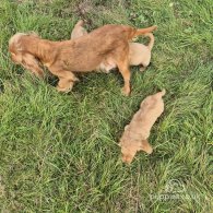 Cocker Spaniel (Working & Show) - Dogs