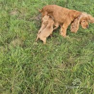 Cocker Spaniel (Working & Show) - Dogs