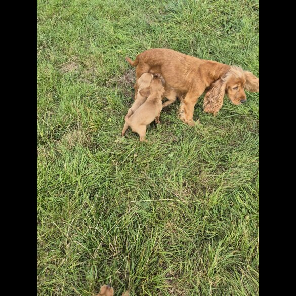 Cocker Spaniel (Working &amp; Show) - Dogs