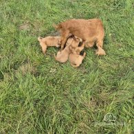 Cocker Spaniel (Working & Show) - Dogs