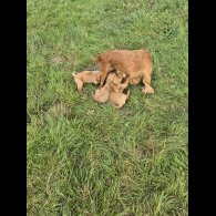 Cocker Spaniel (Working &amp; Show) - Dogs