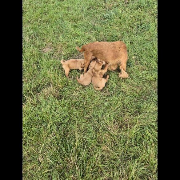 Cocker Spaniel (Working &amp; Show) - Dogs