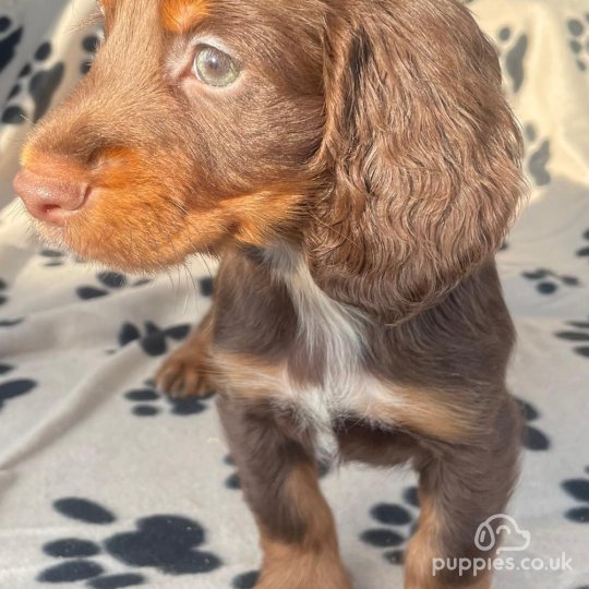 Cocker Spaniel (Working & Show) - Dogs