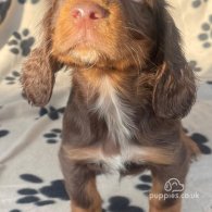 Cocker Spaniel (Working & Show) - Dogs