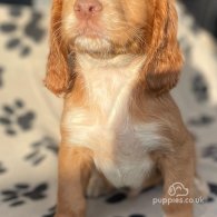 Cocker Spaniel (Working & Show) - Dogs