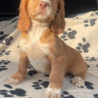 Cocker Spaniel (Working & Show) - Dogs