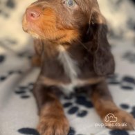 Cocker Spaniel (Working & Show) - Dogs